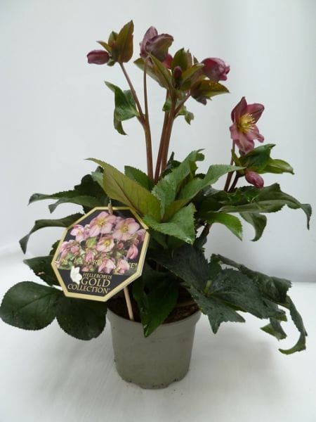 Helleborus 'Ice N'Roses Early rose' T13cm