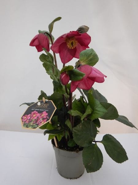 Helleborus Winter Ballet 'Frilly Ruby' T13cm