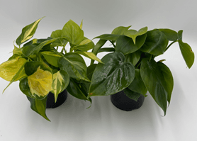 Philodendron mix T12cm / 6er Einheit