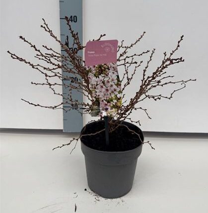 Prunus incisa 'Kojou-no-mai' T17cm / H30-40cm