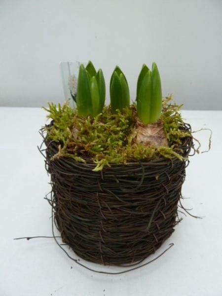 Hyazinthen 'Salim Ronde' mix T12cm