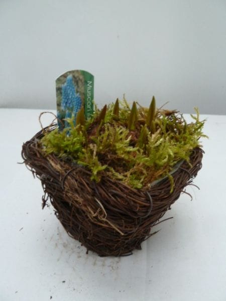 Muscari 'Salim Petite' blau T9cm