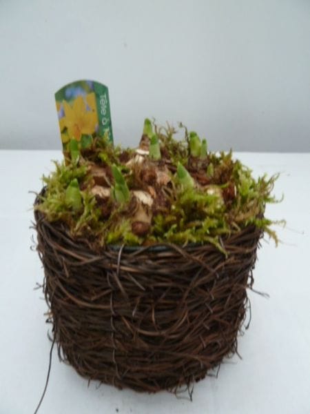 Narcissus 'Tête à tête' 'Salim Ronde' T12cm