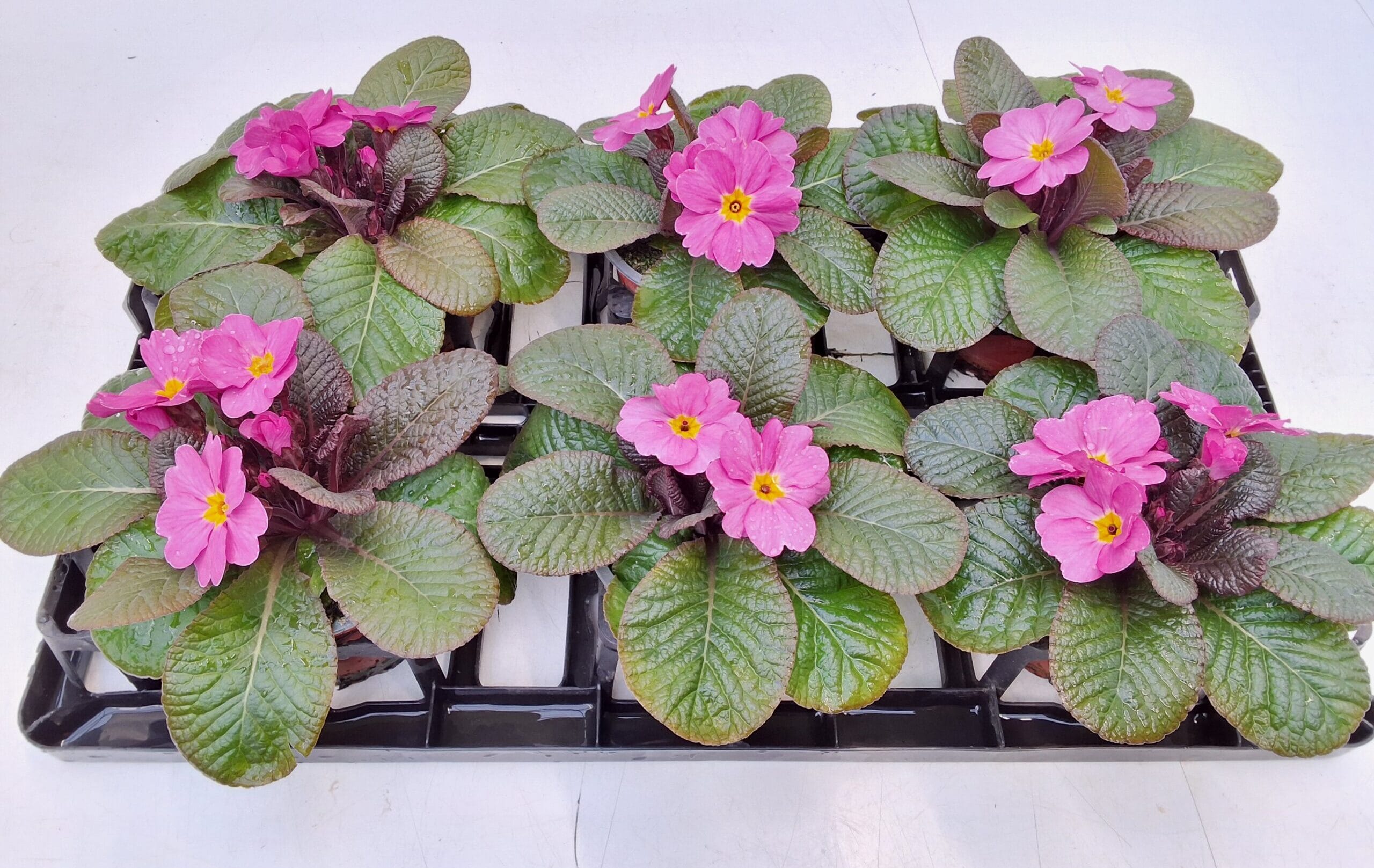 Primula 'Rosa Antique'/'Obsidian' dunkellaubig T10,5cm / 6er Einheit