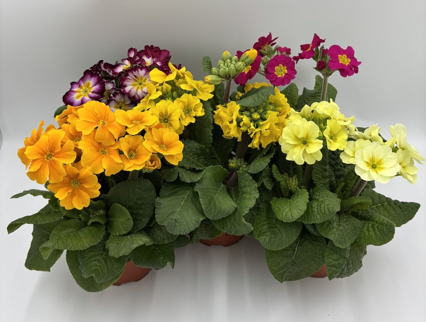 Primula (Stengelprimula) mix T12cm