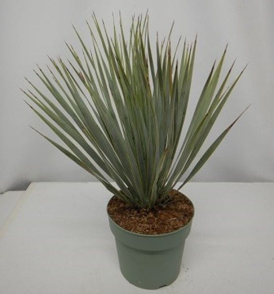 Yucca rostrata T19